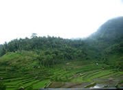 Terrace farming of rice