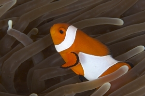 False Clown Anemone