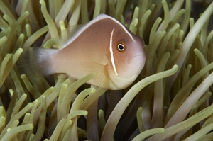 Pink Anemonefish