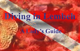 Diving in Lembeh - A Lady's Guide