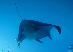 Manta doing its ablutions, Yap Sep 06