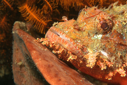 Lembeh Straits, Jan 06