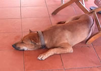 one of the resident dogs
