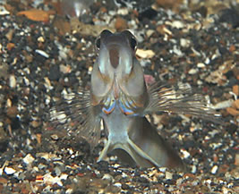 shrimp goby