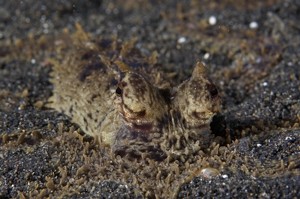 Mimic Octopus