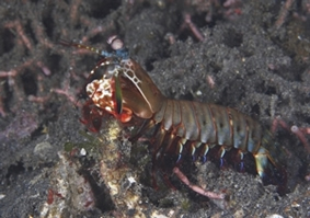 Green Mantis Shrimp