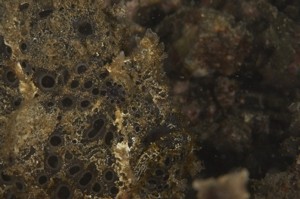 eye=just left to the centre of the picture. Eye is rimmed with black spots.Almost-frontal stare