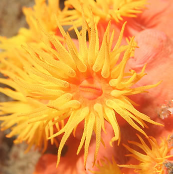Faulkner's Coral