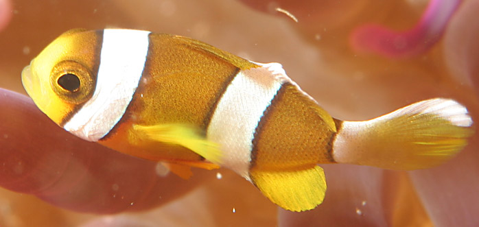 Clownfish