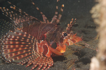 Lionfish
