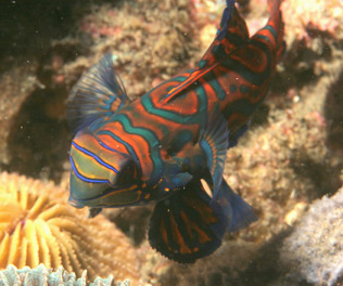 Mandarinfish