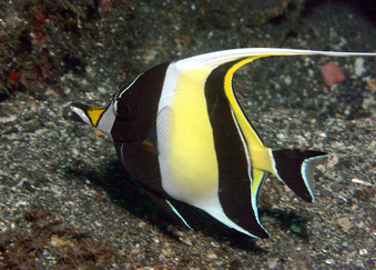 Moorish Idol
