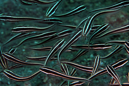 Striped Catfish