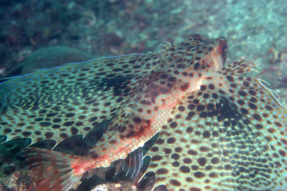Flying Gurnard