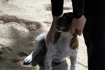 Pino has a lot of love to give...