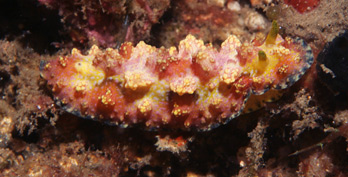 Nudibranch