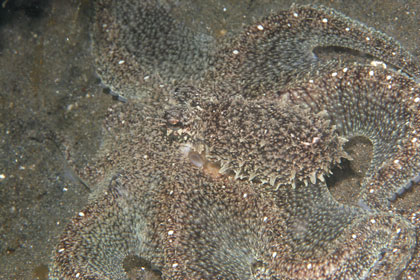 With a good guide like Rudy, you'll see this octopus metamorphosise before your eyes...
