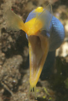 Blue ribbon eel