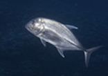 giant trevally
