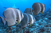 batfish