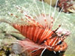 lionfish