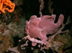 frogfish