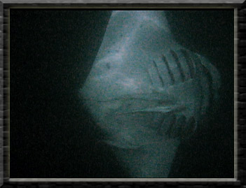 click here to view video