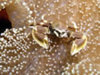 porcelain crabs