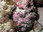 stonefish