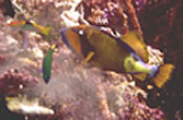 triggerfish