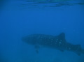 whalesharks