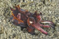 flamboyant cuttlefish