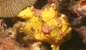 Lembeh Straits, Jan 06